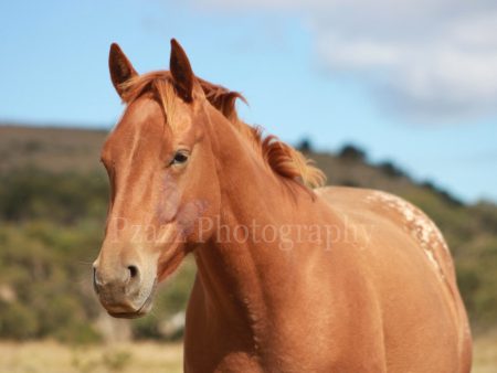 Pzazz Photography - Appaloosa Horse - Full Drill Diamond Painting - Specially ordered for you. Delivery is approximately 4 - 6 weeks. Online Hot Sale