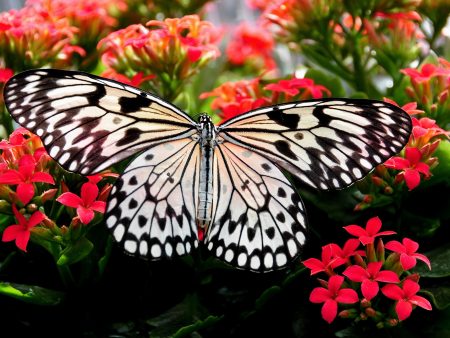 Special Order - Beautiful Blooms and Butterfly - Full Drill Diamond Painting - Specially ordered for you. Delivery is approximately 4 - 6 weeks. Supply