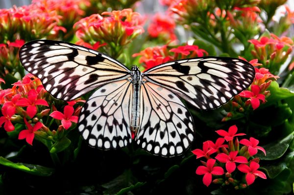 Special Order - Beautiful Blooms and Butterfly - Full Drill Diamond Painting - Specially ordered for you. Delivery is approximately 4 - 6 weeks. Supply